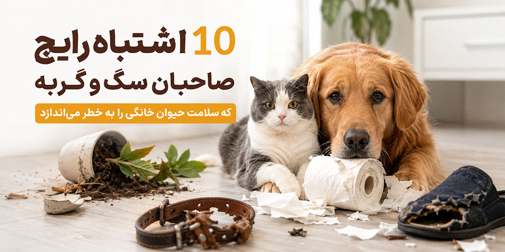 شتباهات صاحبان سگ و گربه