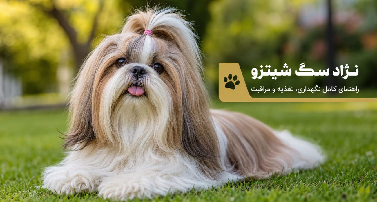 نژاد سگ شیتزو؛راهنمای کامل نگهداری، تغذیه، آموزش و مراقبت از سگ شیتزو