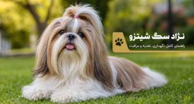 نژاد سگ شیتزو؛راهنمای کامل نگهداری، تغذیه، آموزش و مراقبت از سگ شیتزو