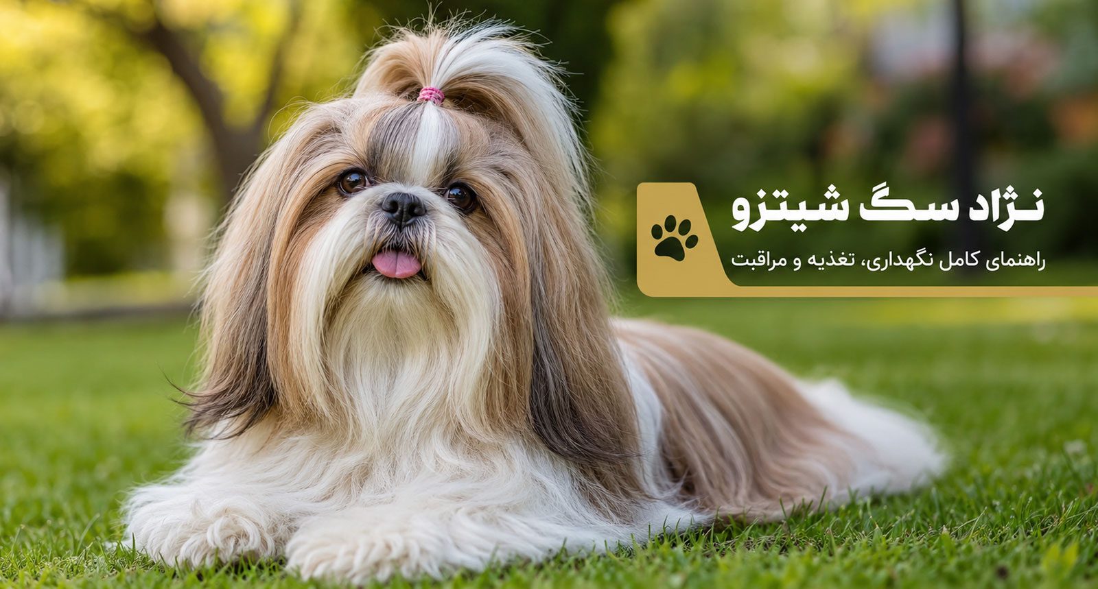 نژاد سگ شیتزو؛راهنمای کامل نگهداری، تغذیه، آموزش و مراقبت از سگ شیتزو