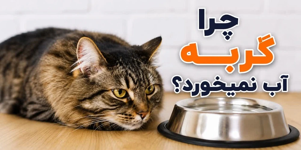 چرا گربه آب نمی‌خورد؟